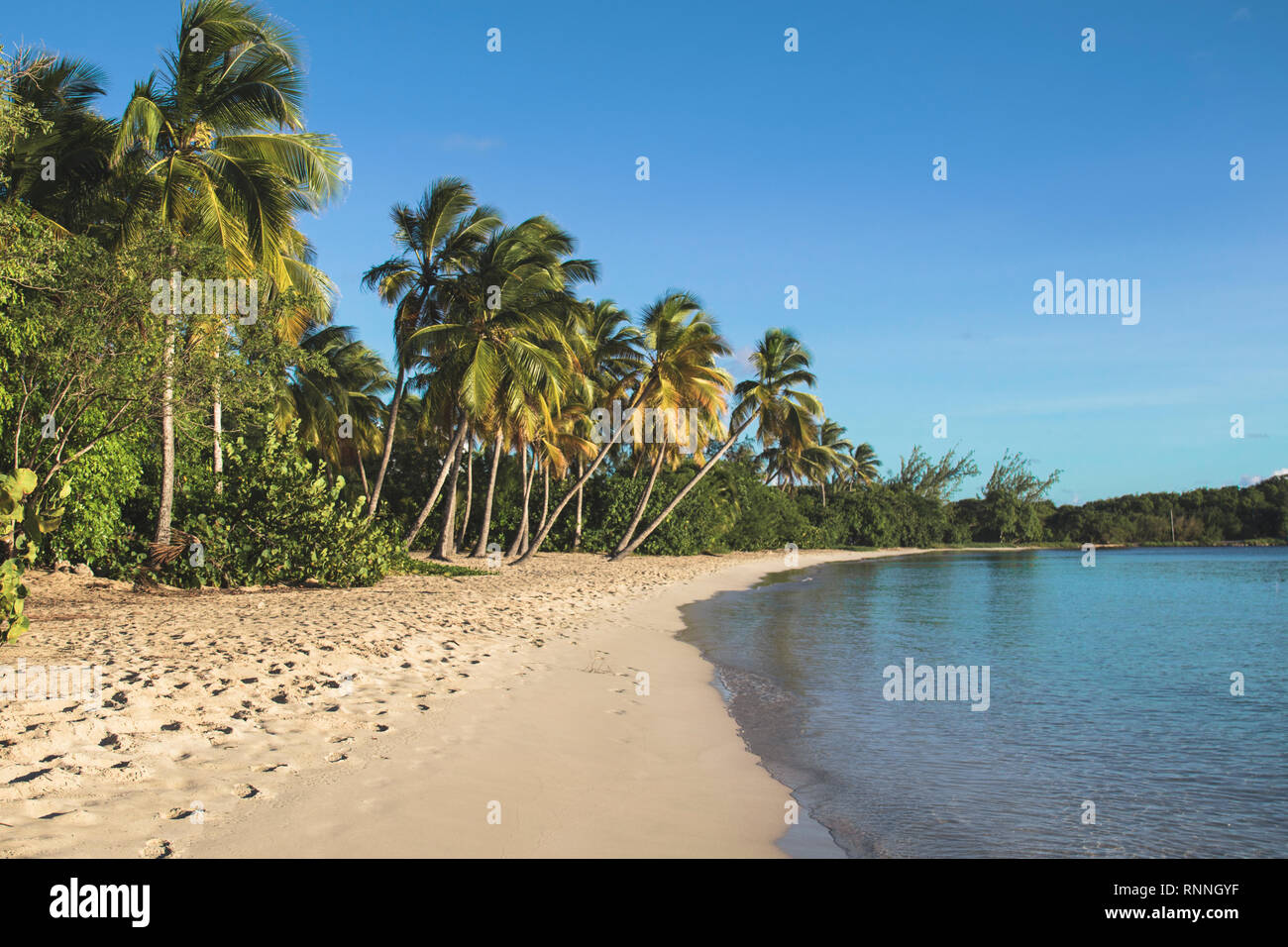 Grande Anses des Salines Beach on Martinique Stock Photo