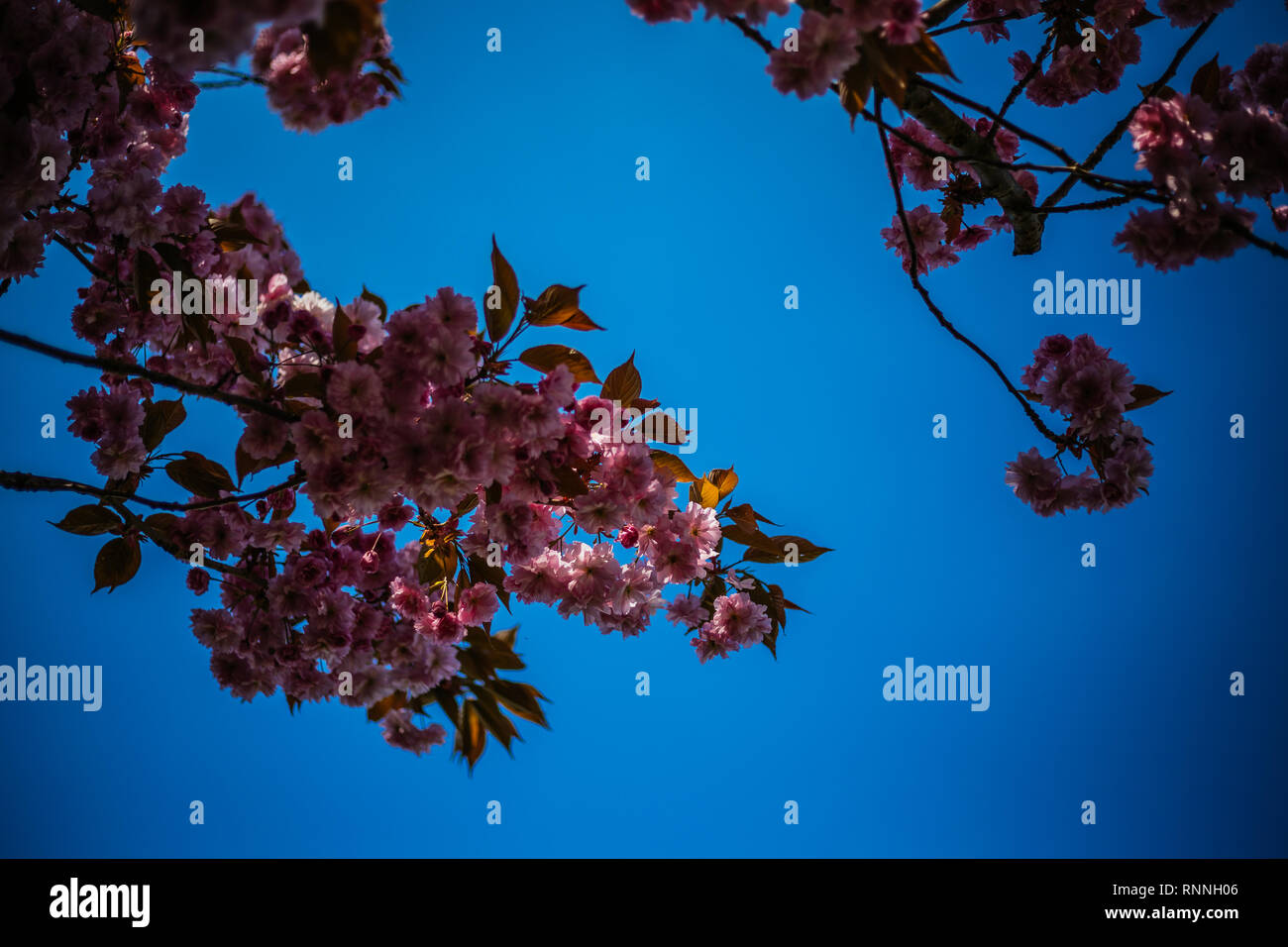 Pink Cherry Blossom in the Sun Stock Photo - Alamy