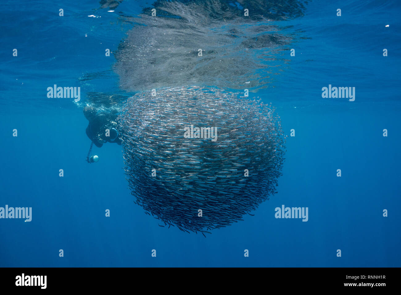 Jason Isley of Scubazoo filming bait ball of schooling anchovies, Encrasicholina punctifer, Kei Islands or Kai Islands, Moluccas, Indonesia, Banda Sea Stock Photo