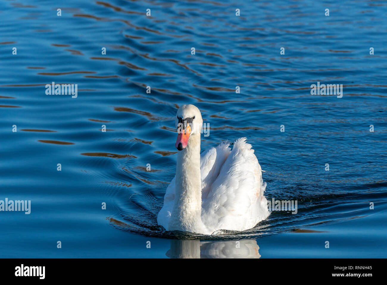 A Mute Swan on the River Thames at Reading, Berkshire, England, UK Stock Photo