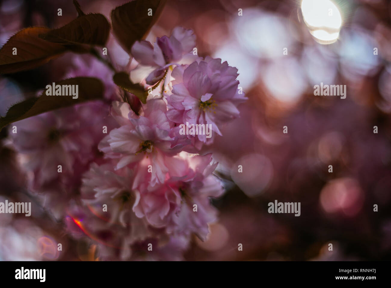 Pink Cherry Blossom in the Sun Stock Photo - Alamy