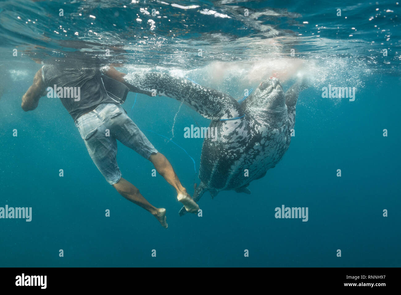 traditional subsistence hunters tie line around a harpooned leatherback sea turtle, Dermochelys coriacea, bleeding after being clubbed, Kei, Indonesia Stock Photo
