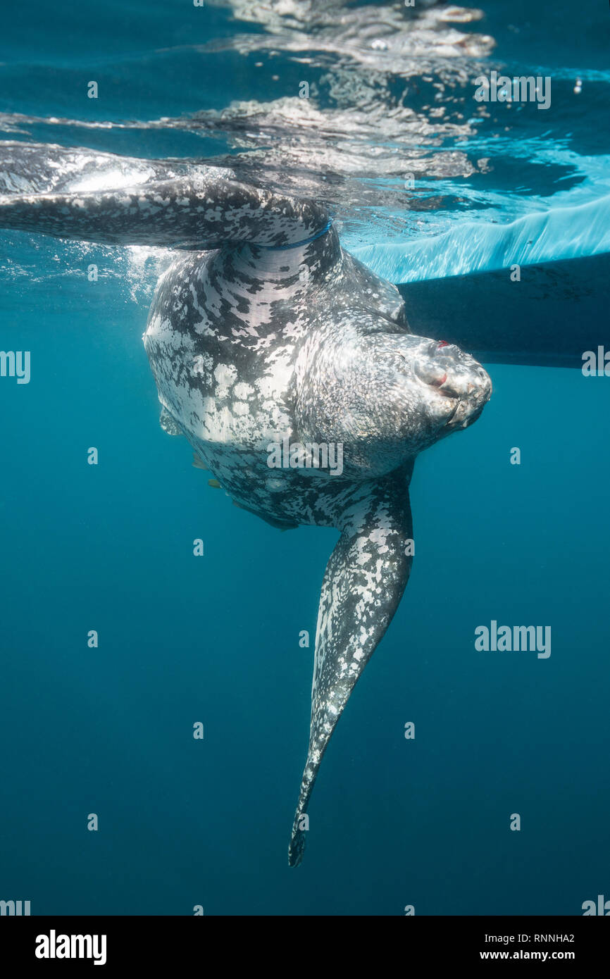endangered leatherback sea turtle, Dermochelys coriacea, tied to boat of traditional subsistence hunters after being harpooned, Kei islands, Indonesia Stock Photo