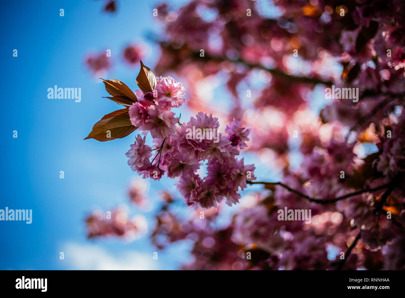 Pink Cherry Blossom in the Sun Stock Photo - Alamy