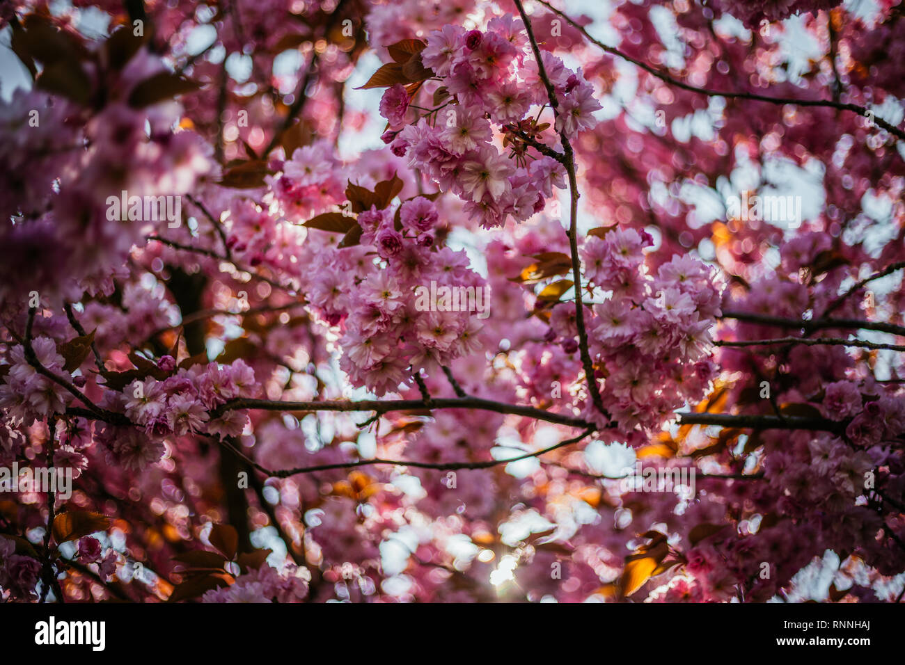 Pink Cherry Blossom in the Sun Stock Photo - Alamy