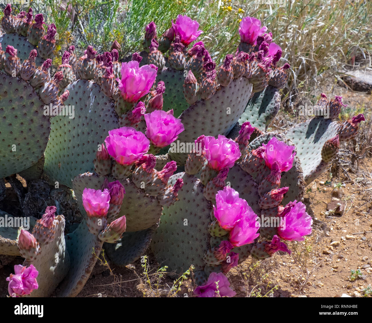 USA, Arizona, Coconino County, Grand Canyon National Park. The rose colored pink flowers of beaver tail prickleypear cactus (Opuntia basilaris) Stock Photo