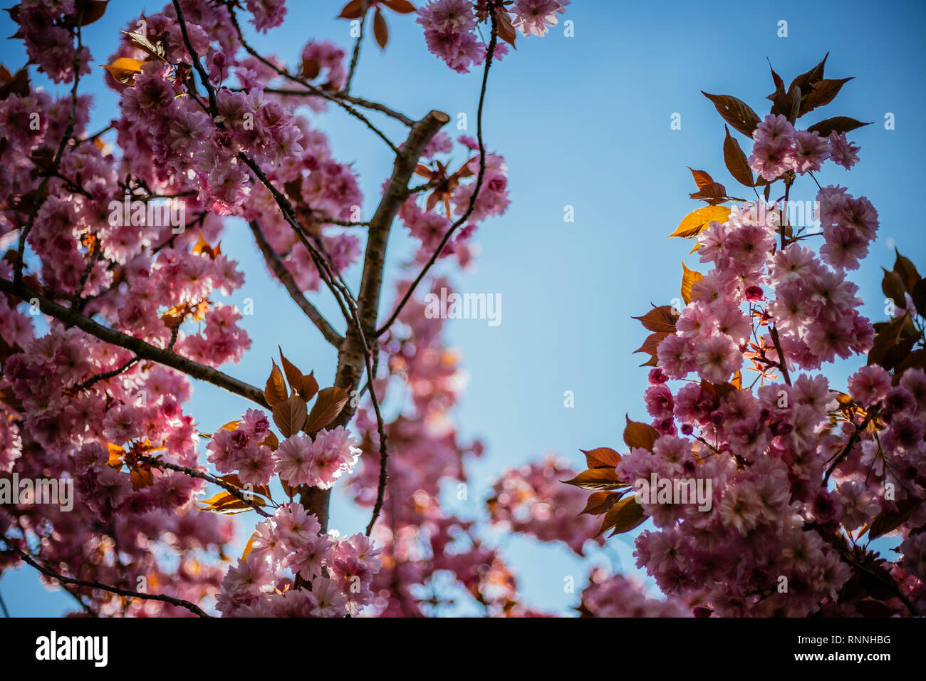Pink Cherry Blossom in the Sun Stock Photo - Alamy
