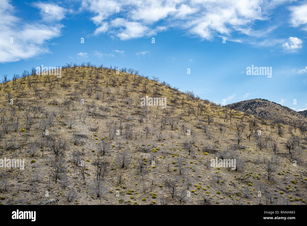 USA, Nevada, White Pine County. White Pine Range, Cathedral Fire. A hillside whose forest was completely consumed by fire and now dominated by invasiv Stock Photo