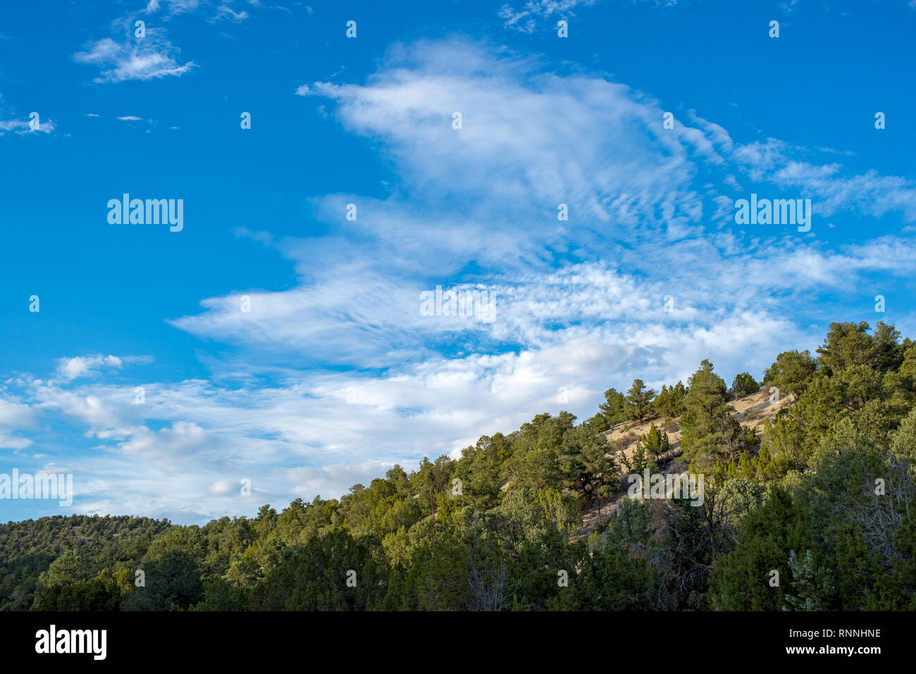 USA, Nevada, White Pine County. White Pine Range, Cathedral Fire. Puffy