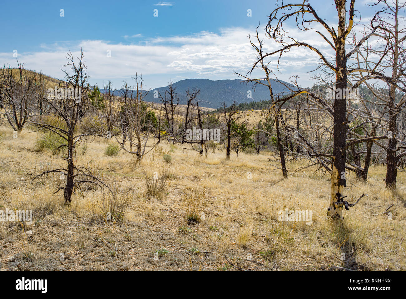 USA, Nevada, White Pine County. White Pine Range, Cathedral Fire. A post-wildfire burnt form Pinyon-juniper woodland now dominated by the weedy invasi Stock Photo