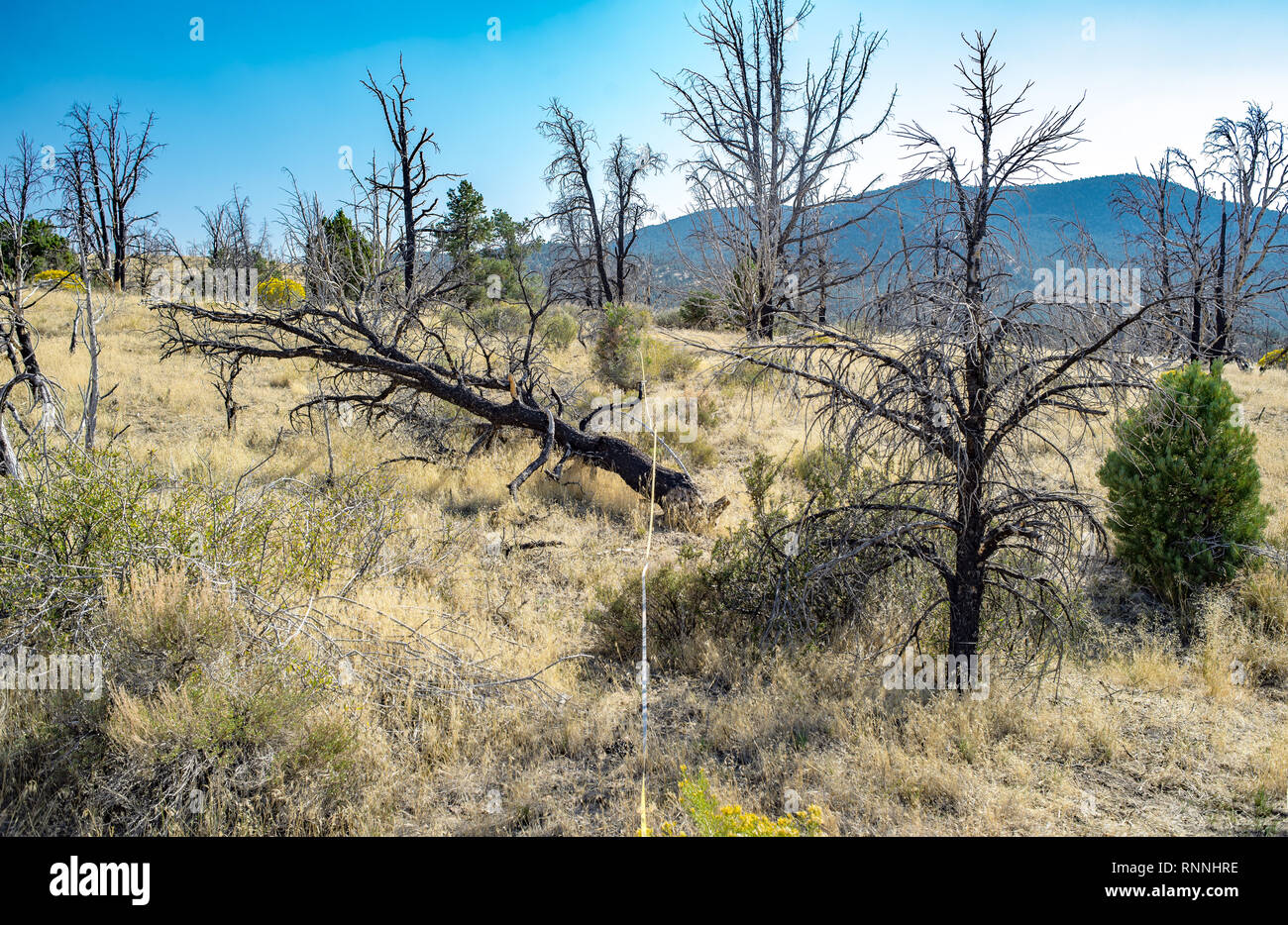 USA, Nevada, White Pine County. Ecological post wildfire vegetation monitoring transect through a burnt Pinyon Juniper woodland. Stock Photo