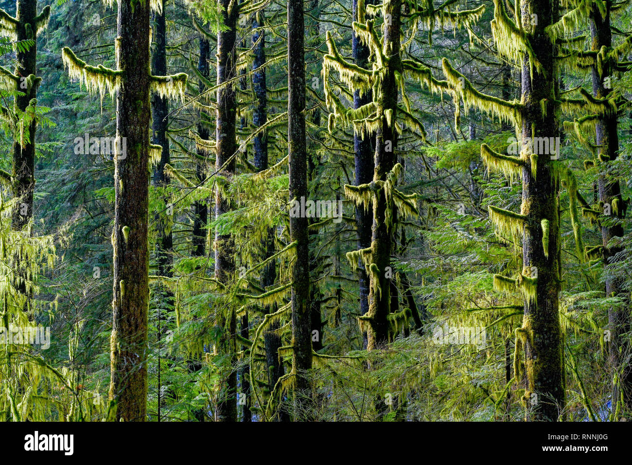 Moss draped evergreen trees, Lower Seymour Conservation Reserve, North