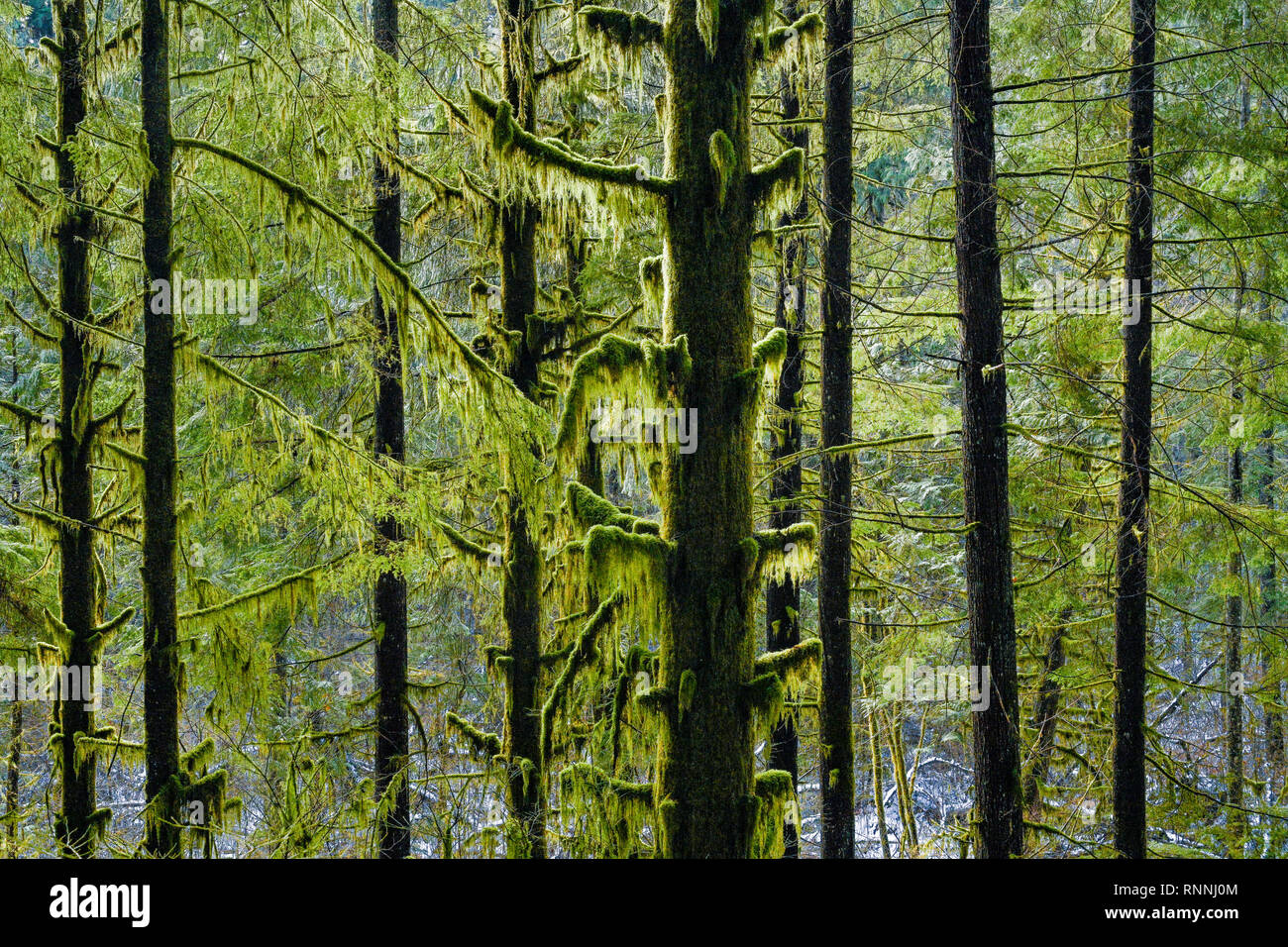 Moss draped evergreen trees, Lower Seymour Conservation Reserve, North