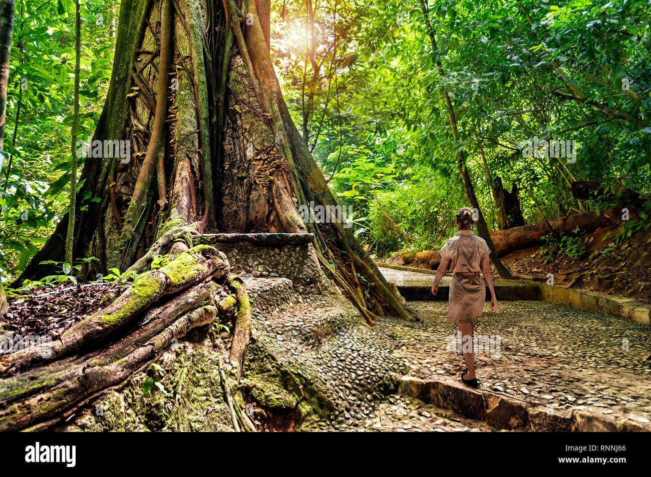 Ruins and jungle in Palenque, Chiapas, México Stock Photo Alamy