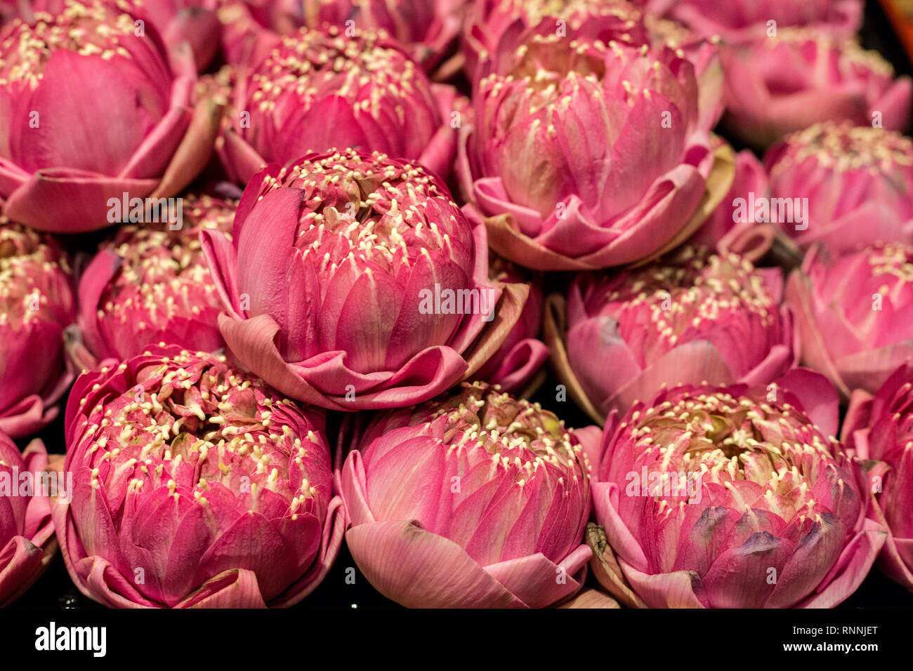 Lotus Flowers,  Buddha Tooth Relic Temple, Singapore. Stock Photo