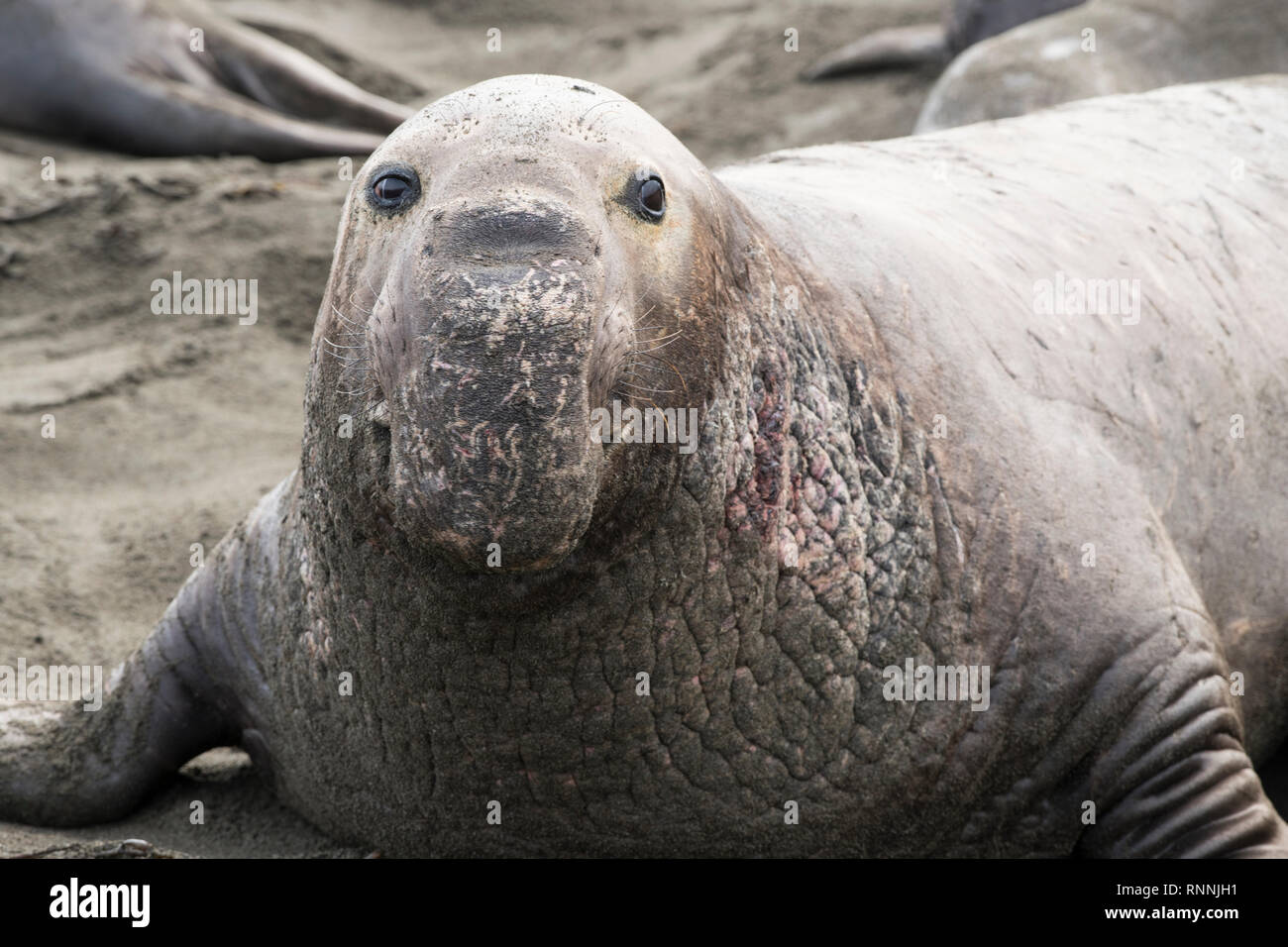 Male northern elephant seals hi-res stock photography and images - Alamy