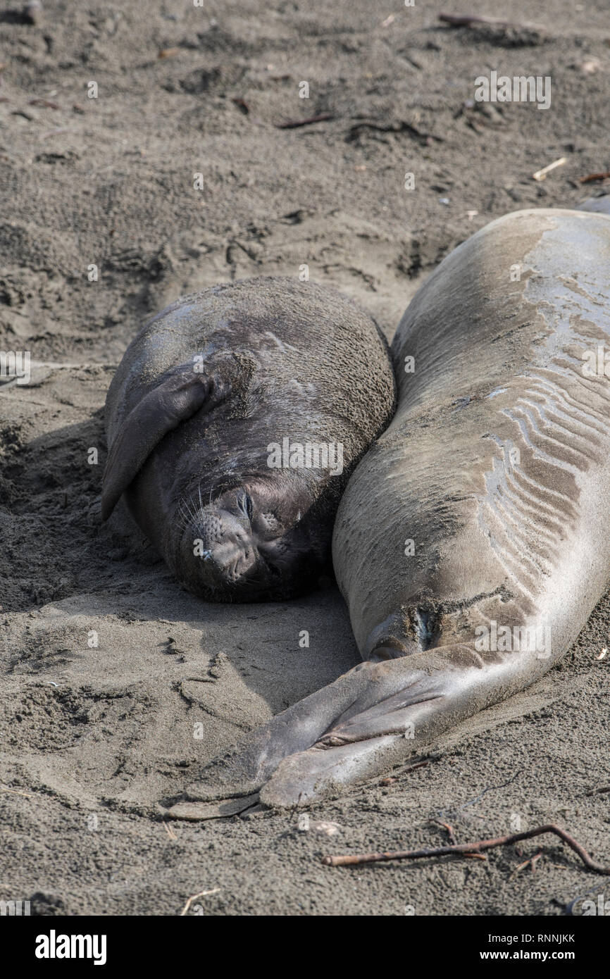 Northern elephant seal, Piedras Blancas rookery, California Stock Photo
