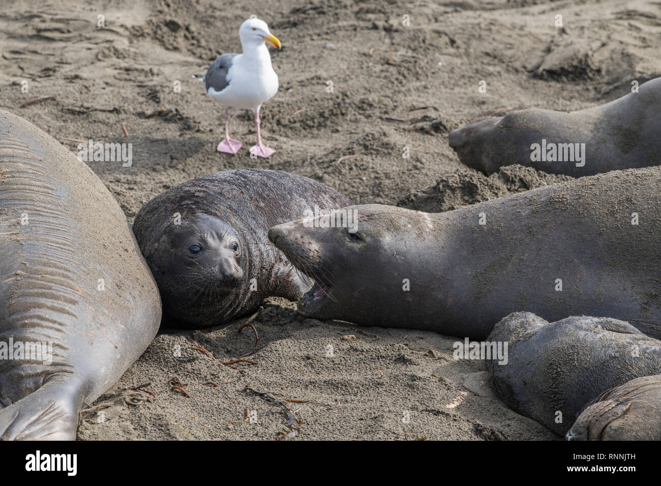 Northern elephant seal, Piedras Blancas rookery, California Stock Photo