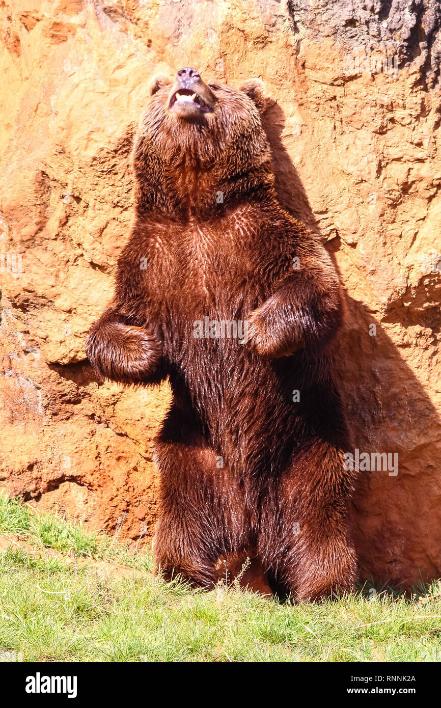 Bear scratches back on hi-res stock photography and images - Alamy