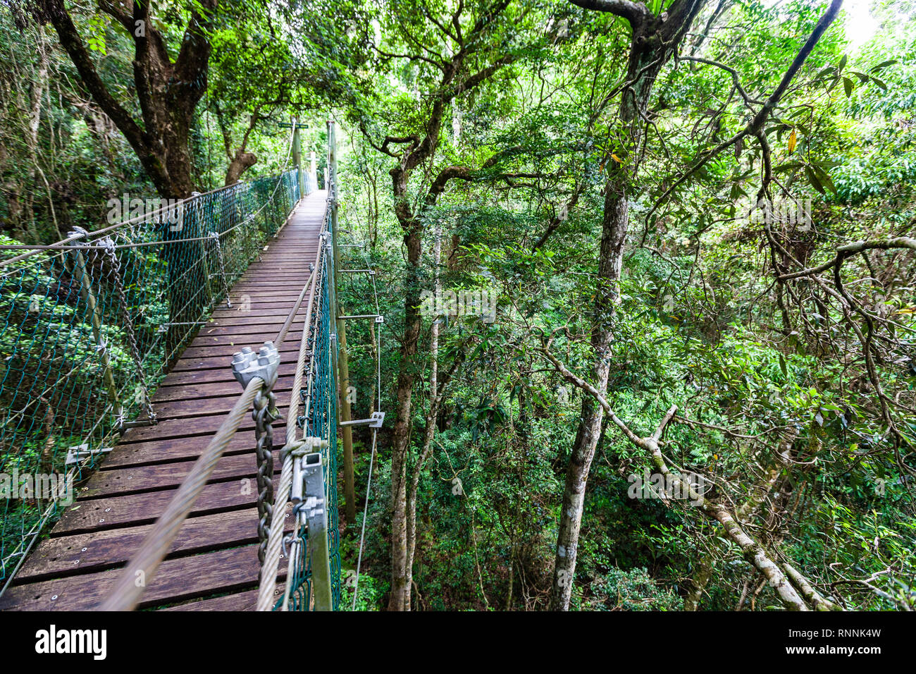 Lamington tree top walkway hanging bridge in temperate rainforest in Queensland, Australia Stock Photo