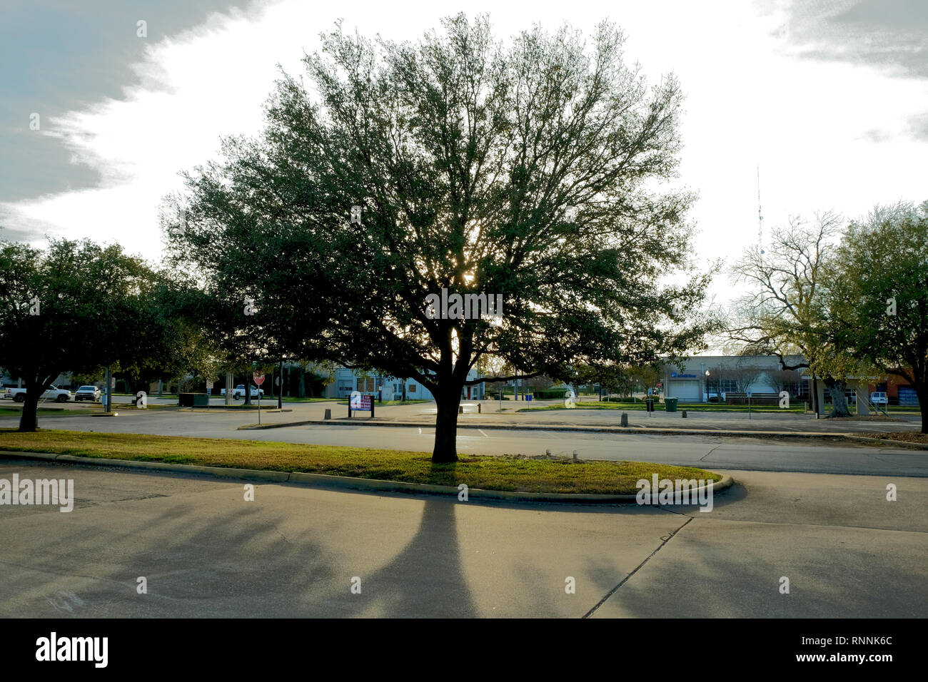Quercus Oak Tree sunset silhouette in an empty car park or parking lot in downtown Bryan, Texas