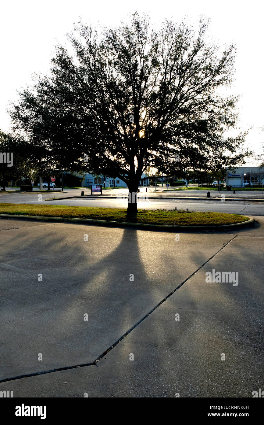 Quercus Oak Tree sunset silhouette in an empty car park or parking lot in downtown Bryan, Texas