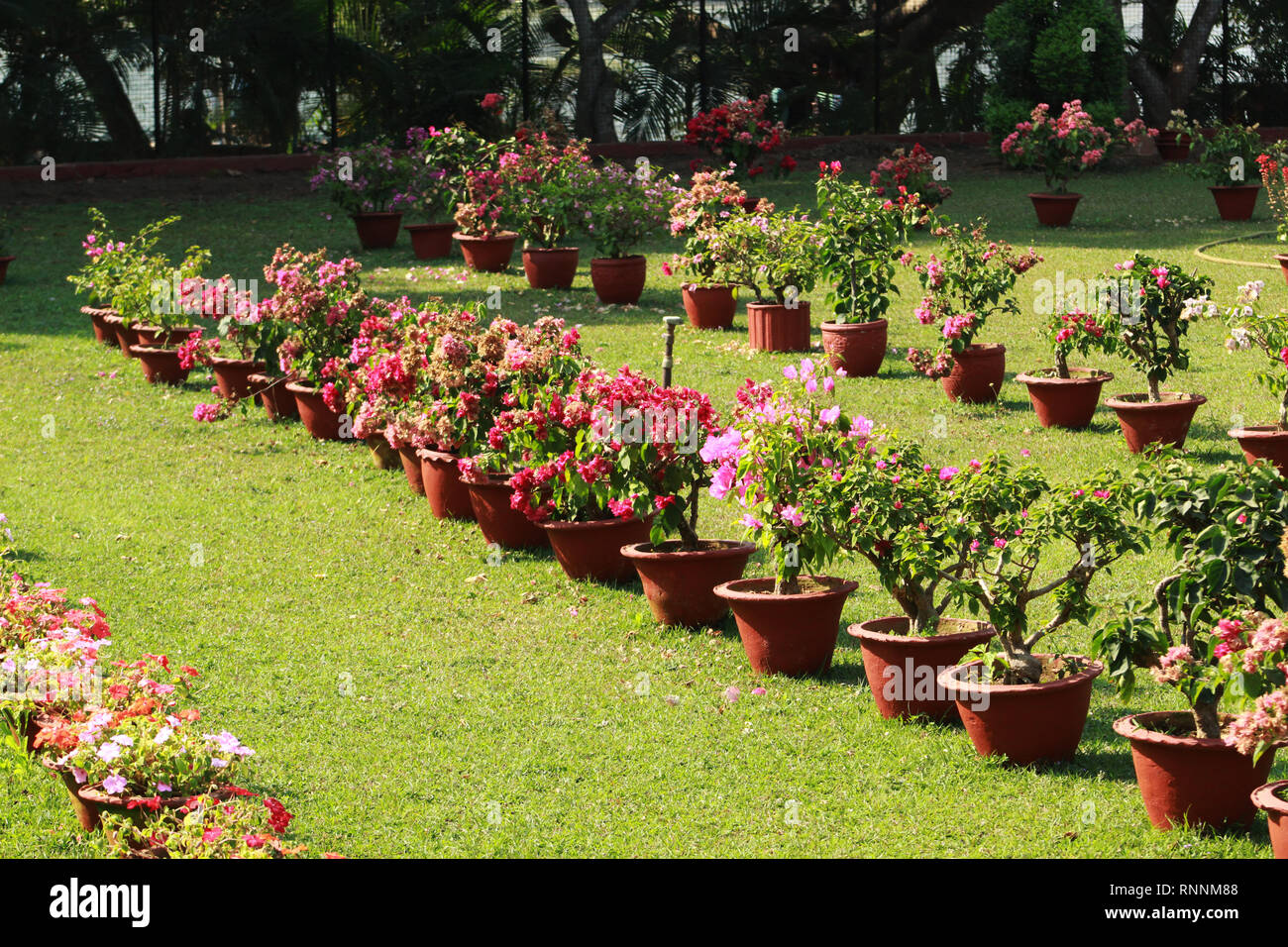 flower pot in the garden Stock Photo
