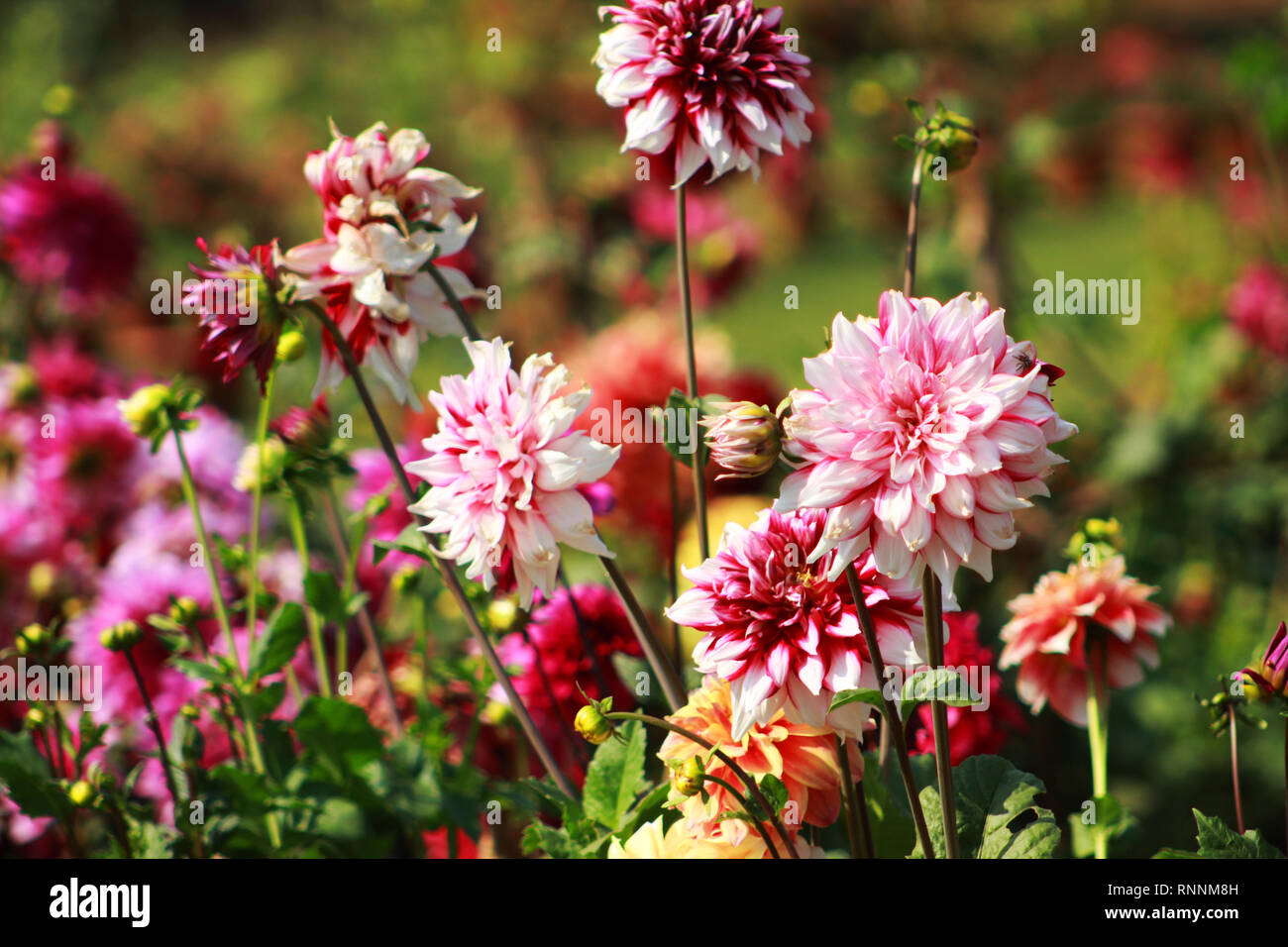 Vibrant color flower hires stock photography and images Alamy