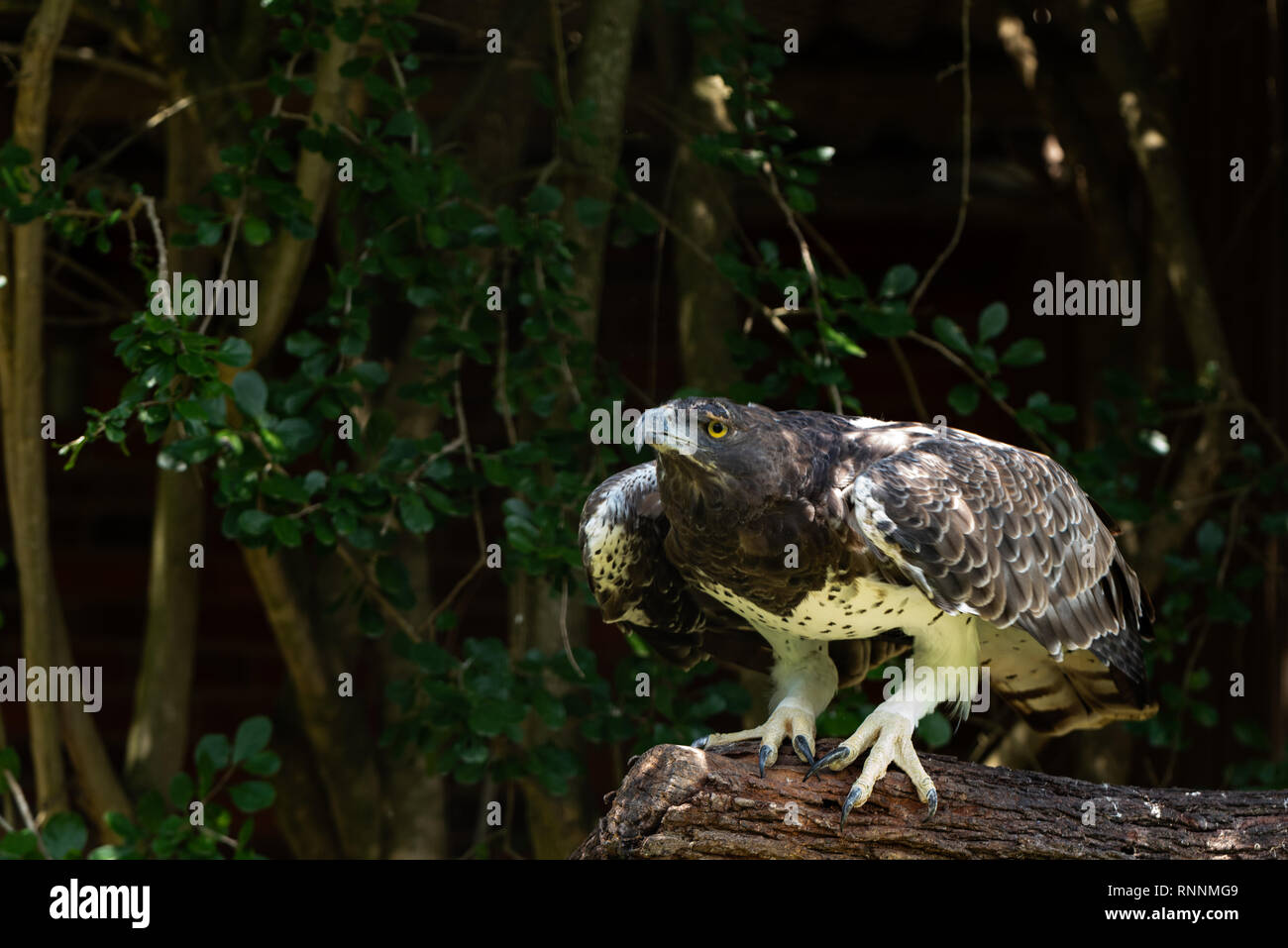A Martial Eagle crouched and ready to take off at the African Raptor Centre, Natal Midlands, South Africa. Stock Photo