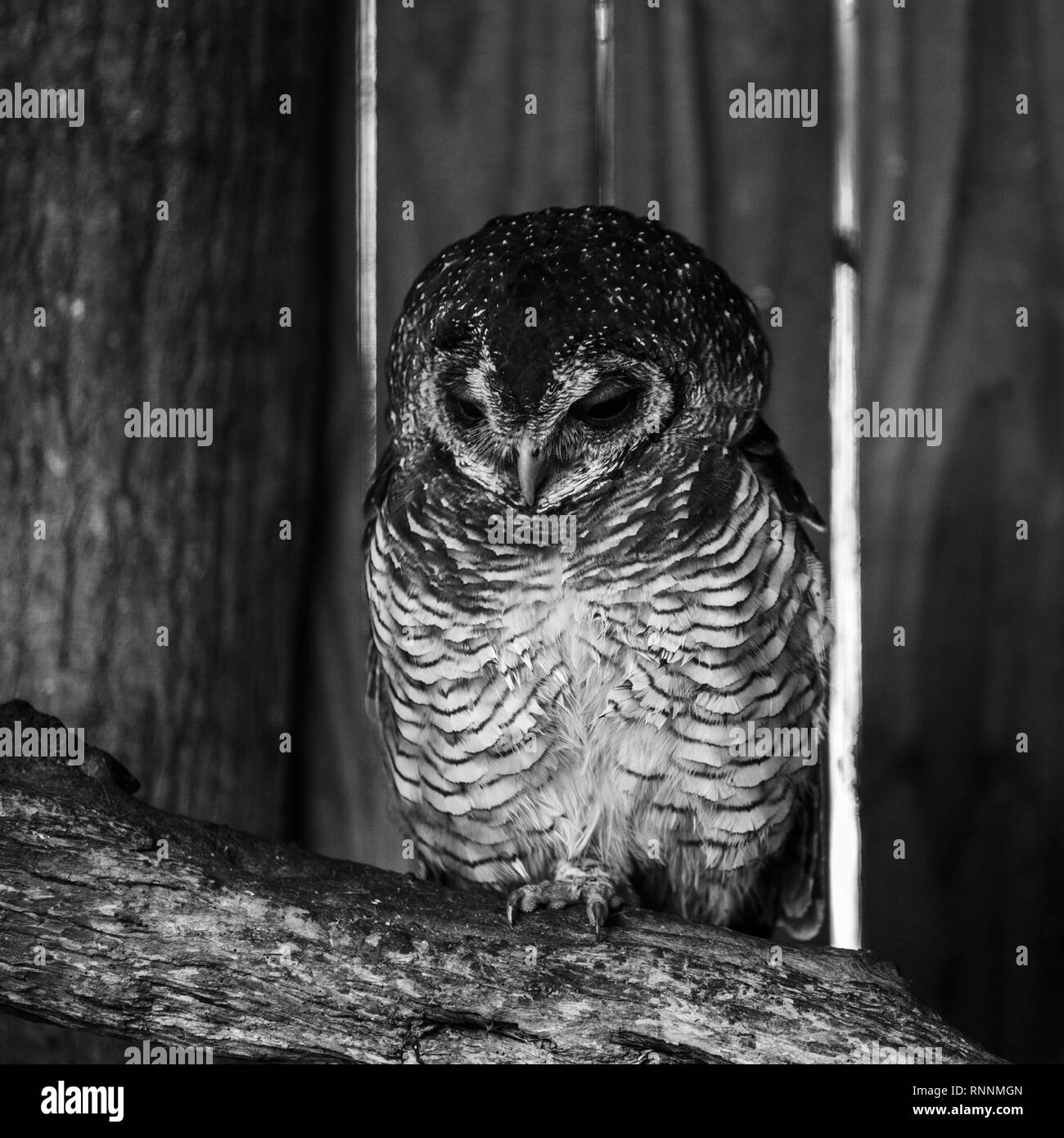 An African Wood Owl perched on a tree branch at the African Raptor Centre, Natal Midlands, South Africa. Stock Photo