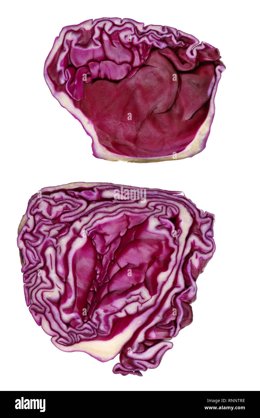 Cross section of red cabbage as a human brain concept. Isolated on