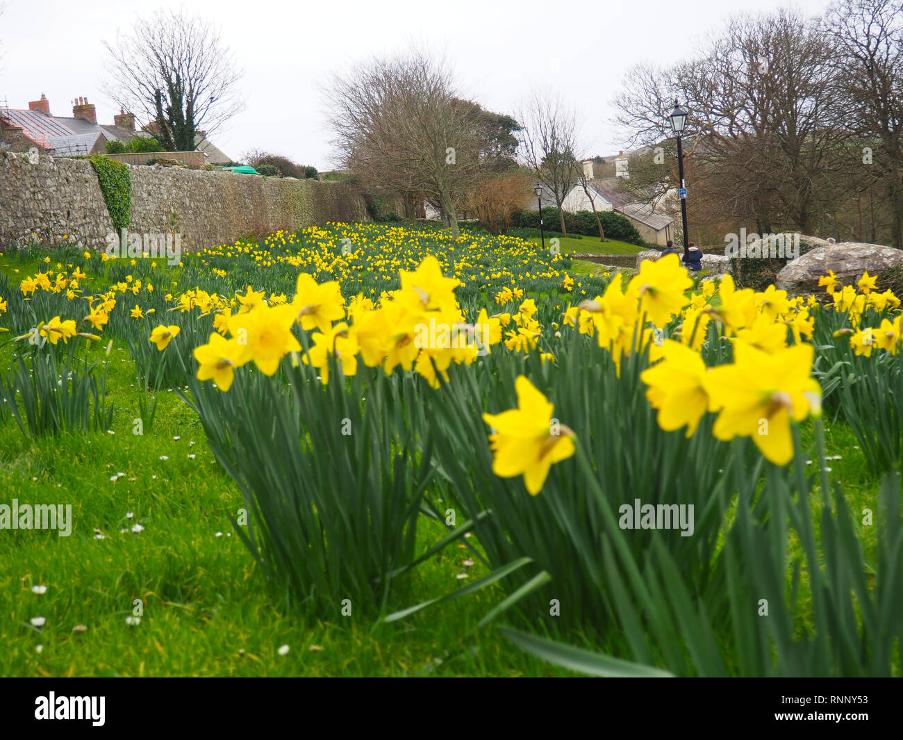 Daffodils at St Davids, Wales, UK Stock Photo Alamy