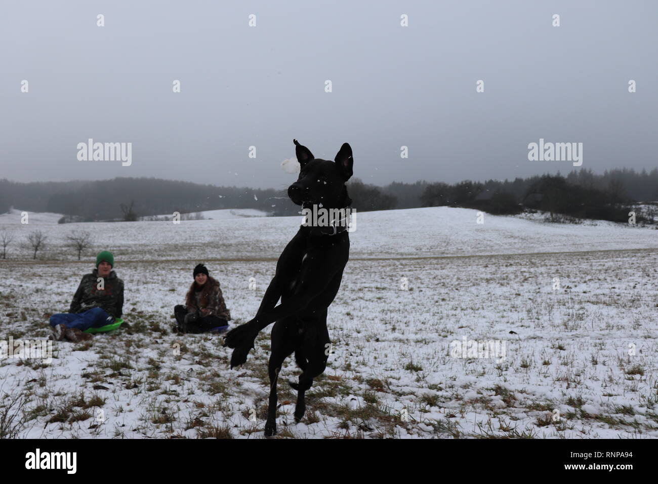 Dog jumping up to catch a snowball thrown by two teenagers watching in the background Stock Photo