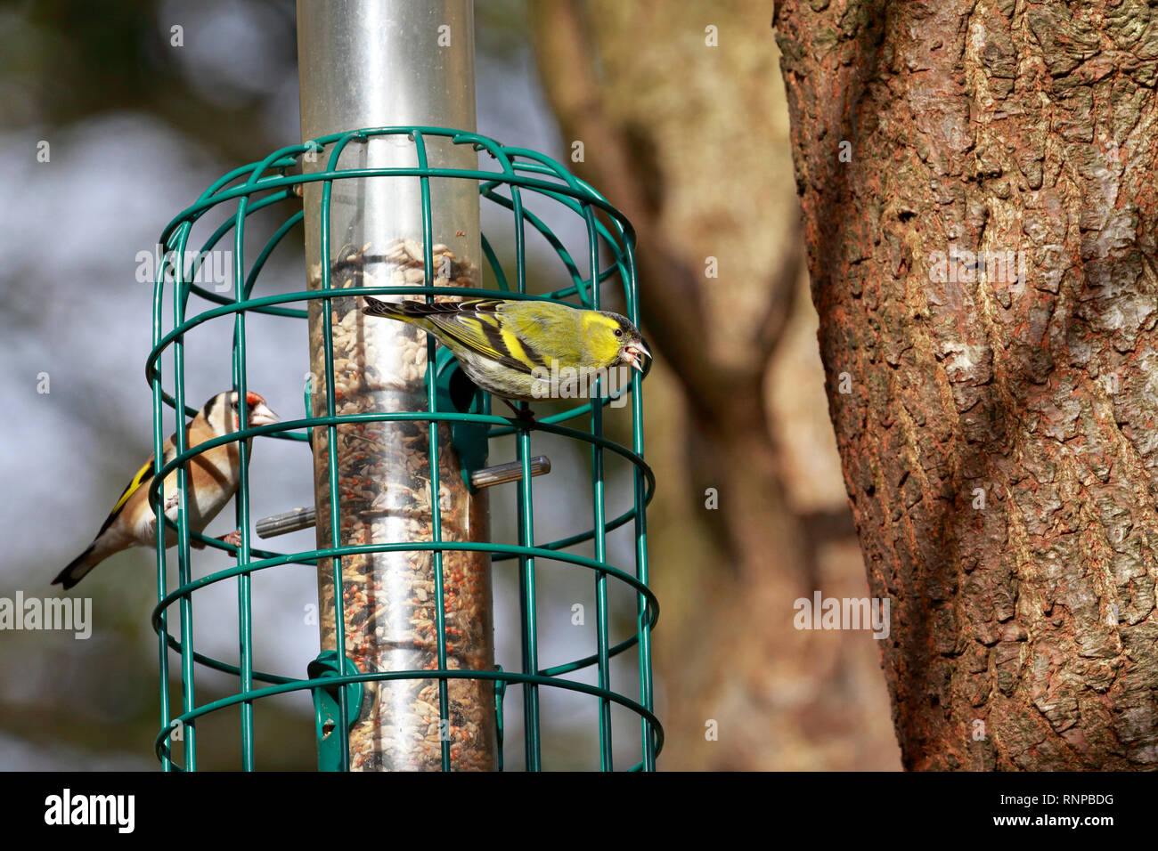 Adult male Siskin, Carduelis spinus and an adult Goldfinch, Carduelis carduelis feeding at a seed bird feeder, England, UK. Stock Photo