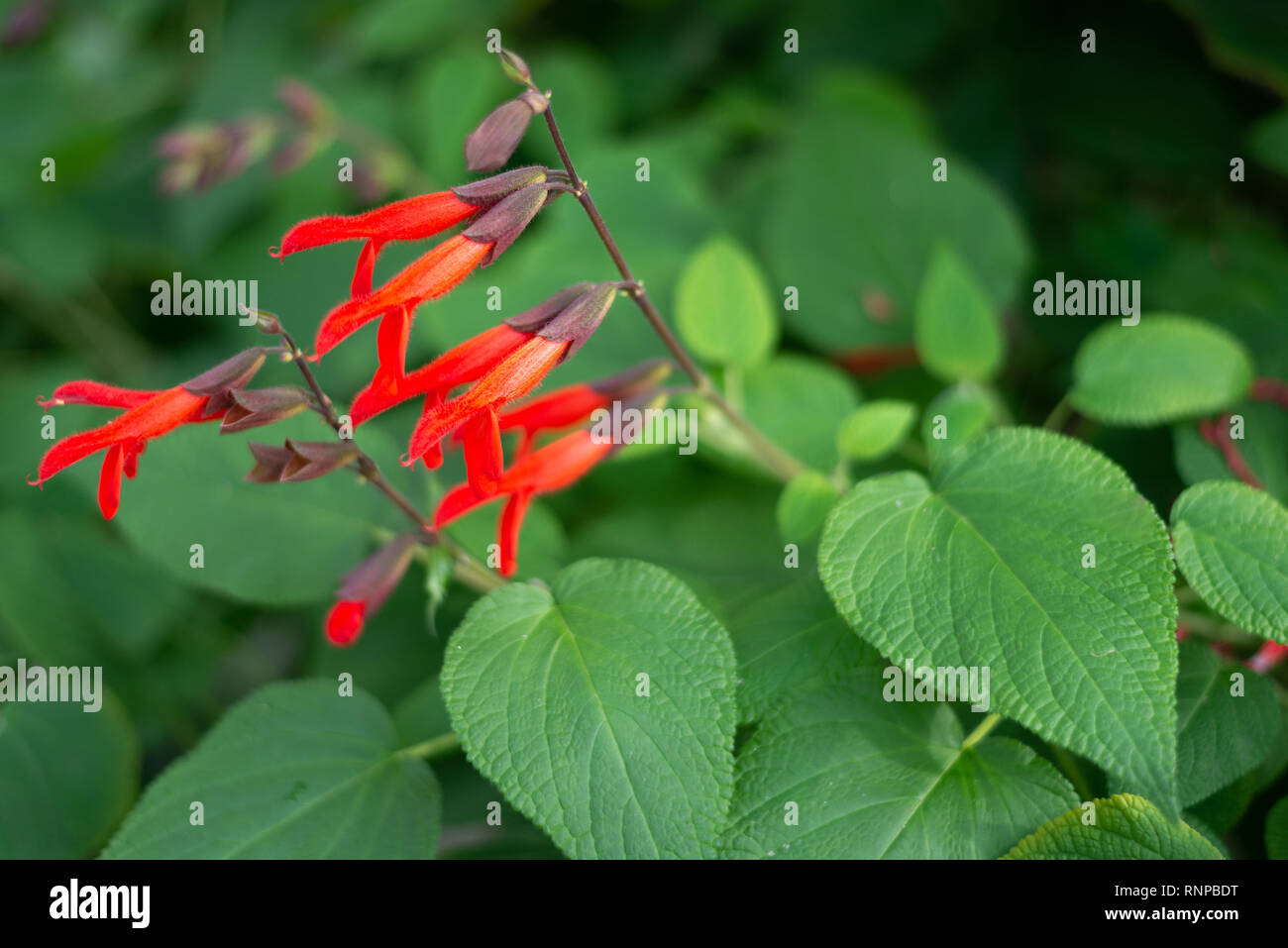 Red Salvia gesneriflora gesneriiflora flowers, beautiful red flowers, and green leaves. Stock Photo