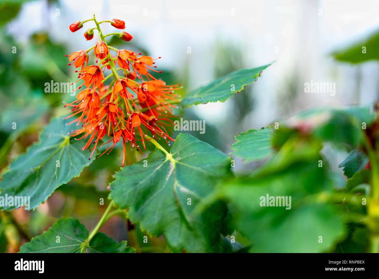 Greyia sutherlandii Natal Bottlebrush in a Garden on the Island of Tresco in the Isles of Scilly, England, UK Stock Photo