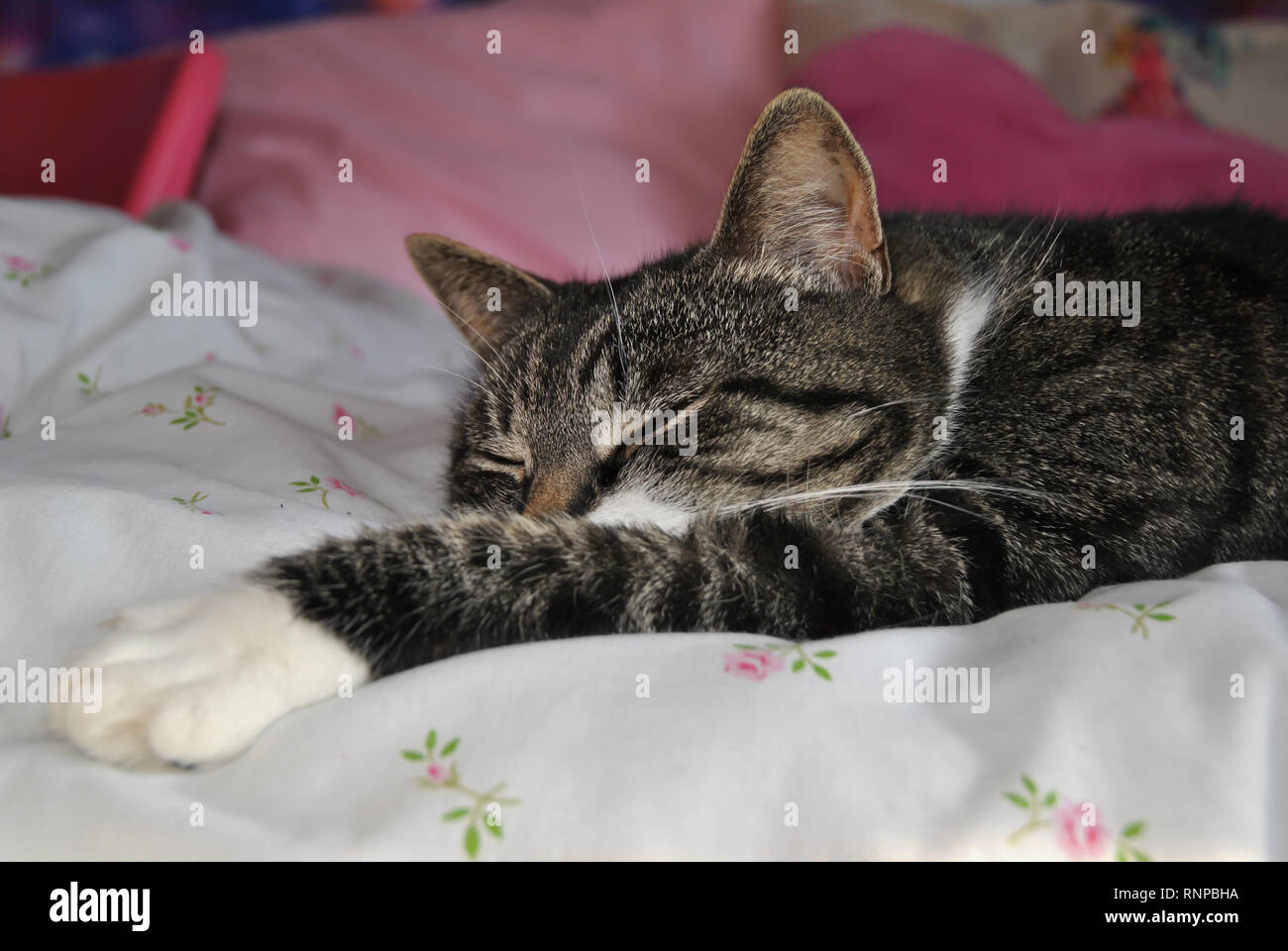 A lazy brown tabby cat with paw stretched out asleep on a bed taken at