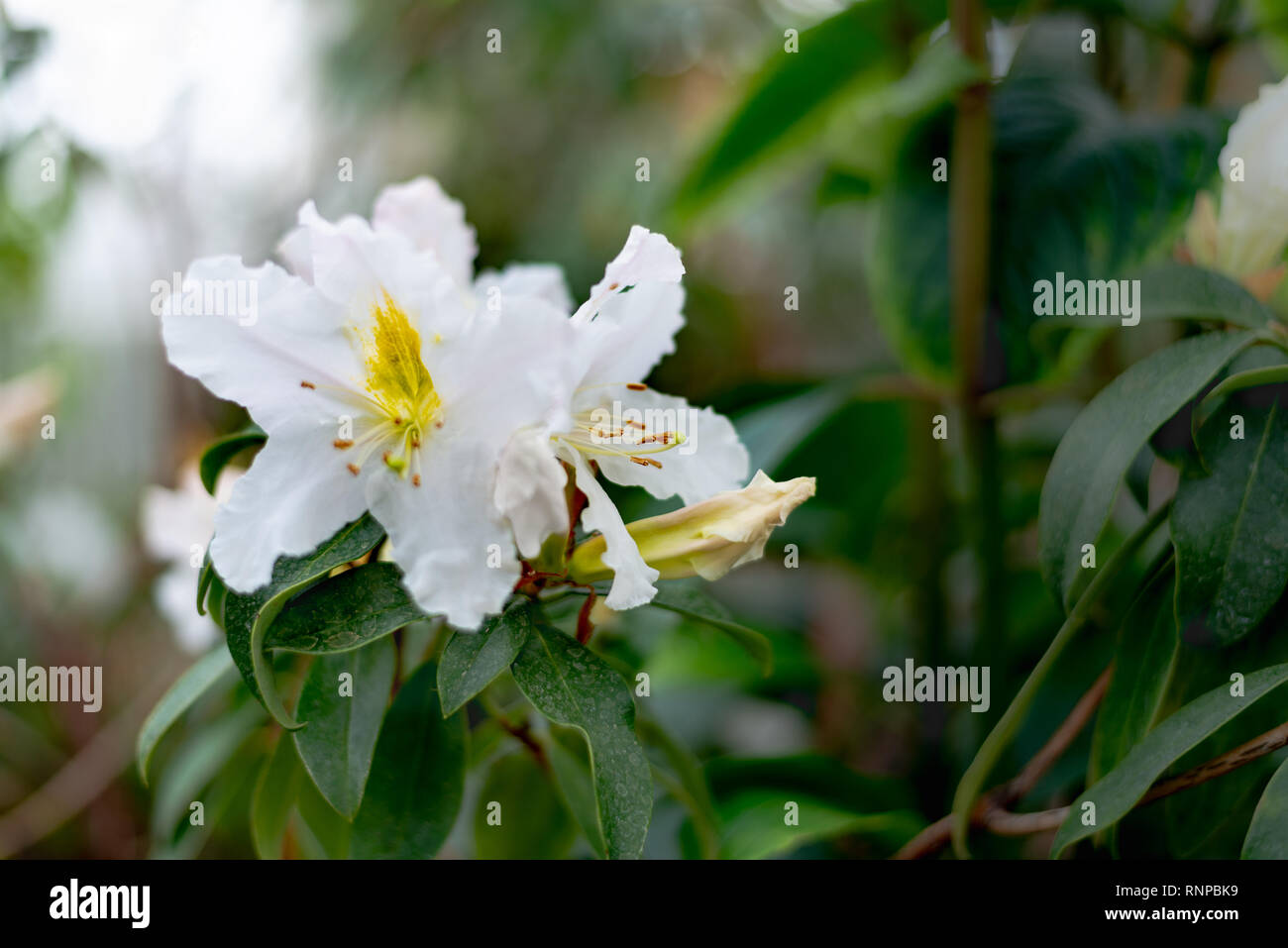 Evergreen rose hires stock photography and images Alamy