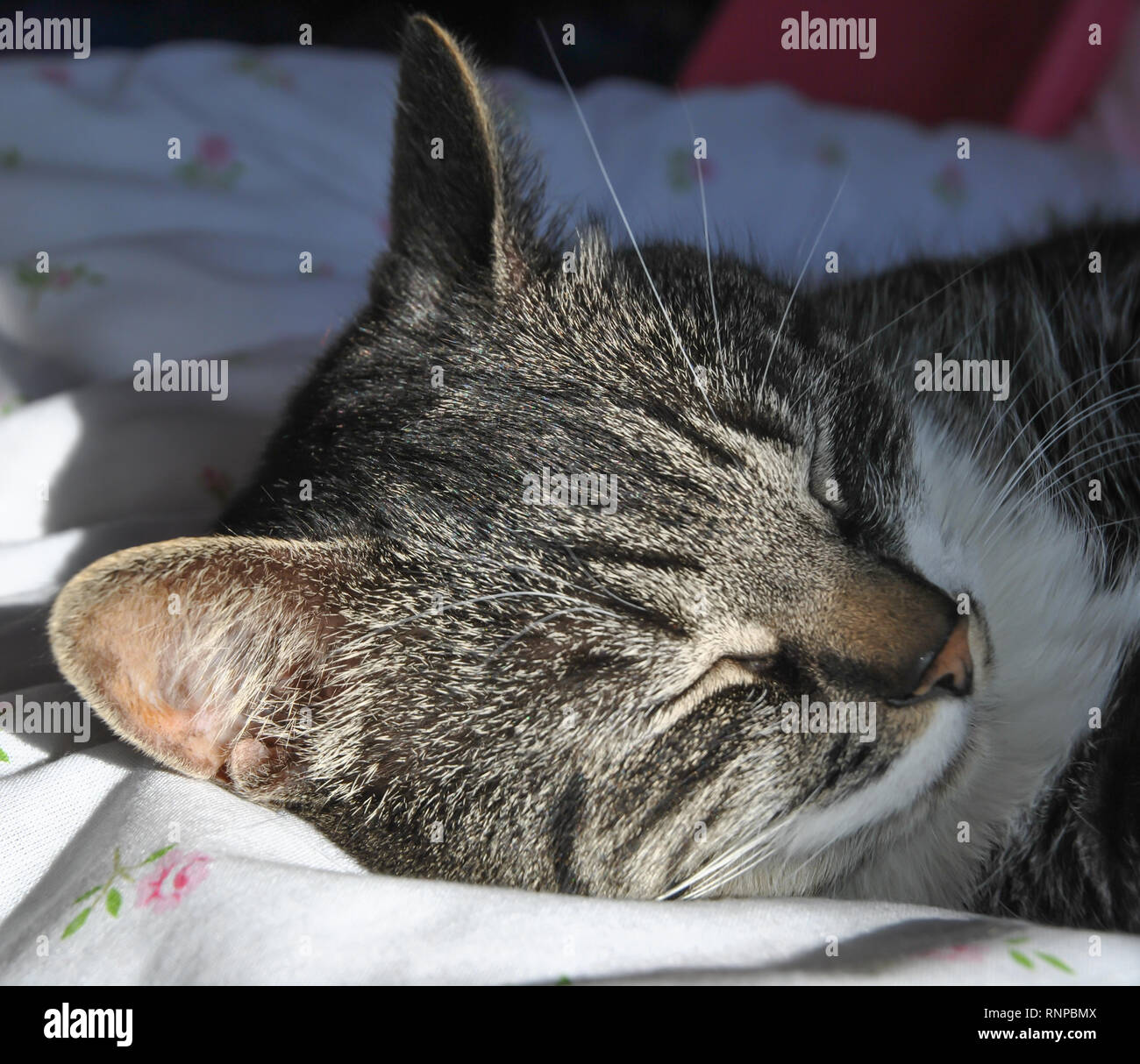 A sleeping Brown Tabby cat lying on a bed Stock Photo