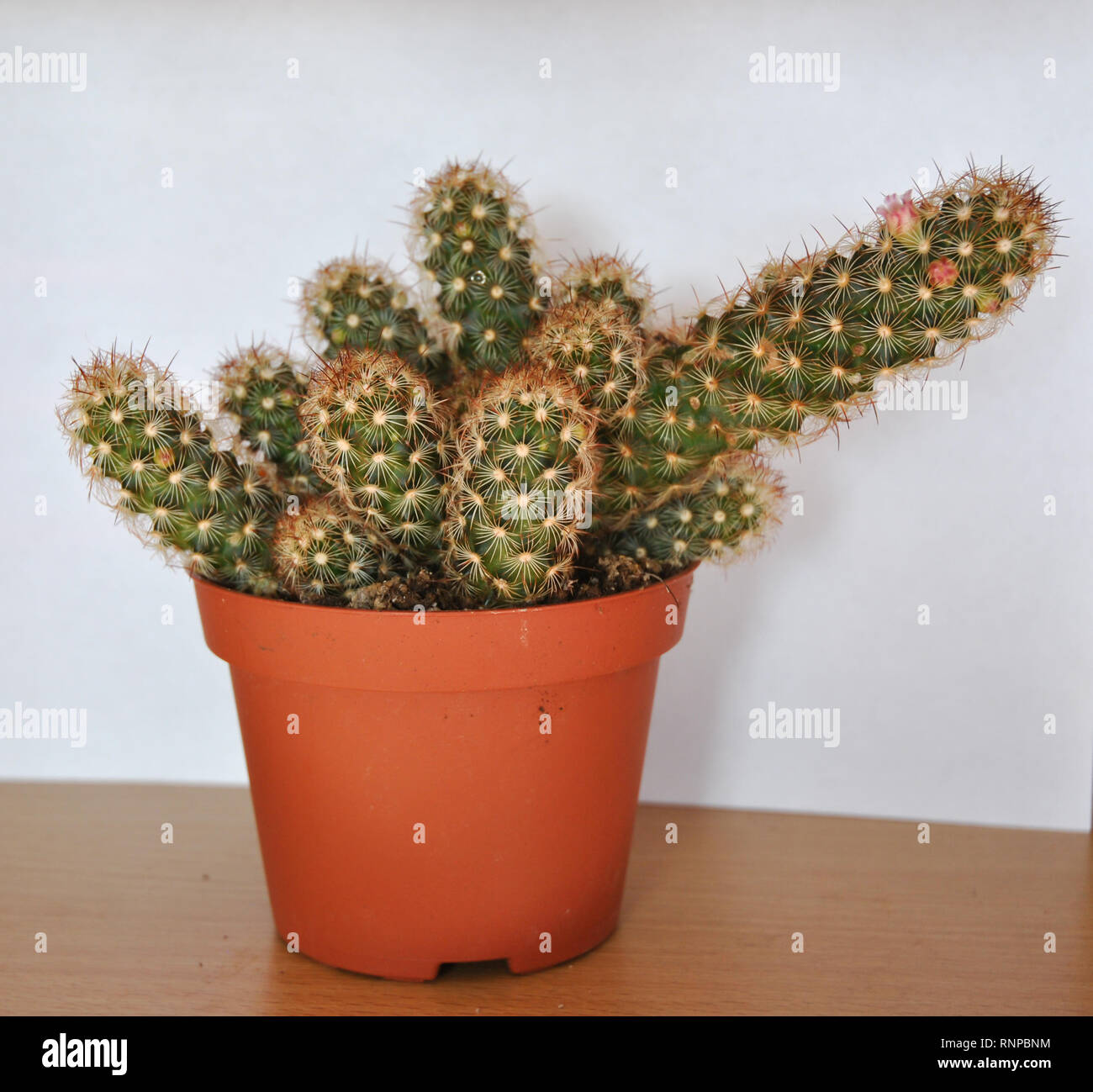 Cactus pot hi-res stock photography and images - Alamy