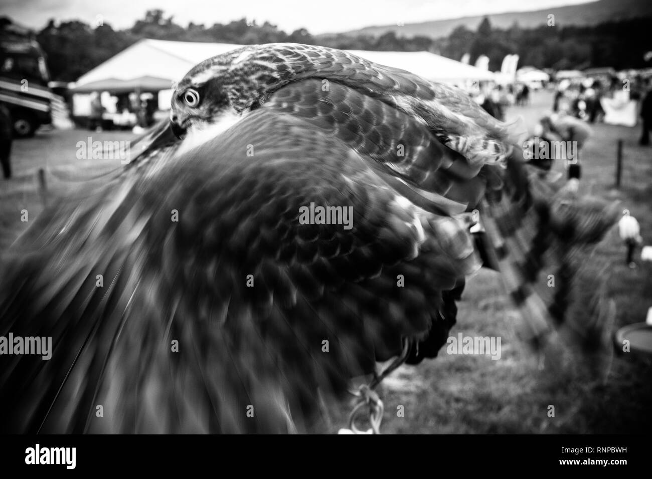 Close up view of bird of prey flapping its wings while on display at local show fete,Scottish Highlands Stock Photo