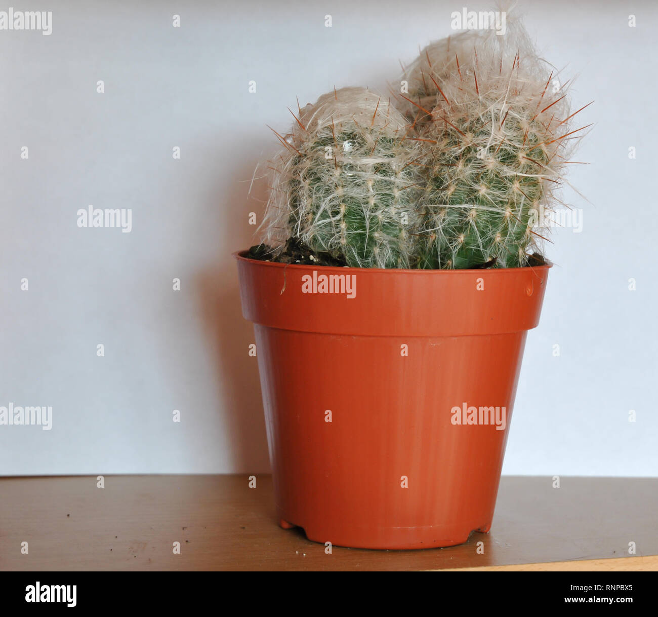 Cactus pot hi-res stock photography and images - Alamy