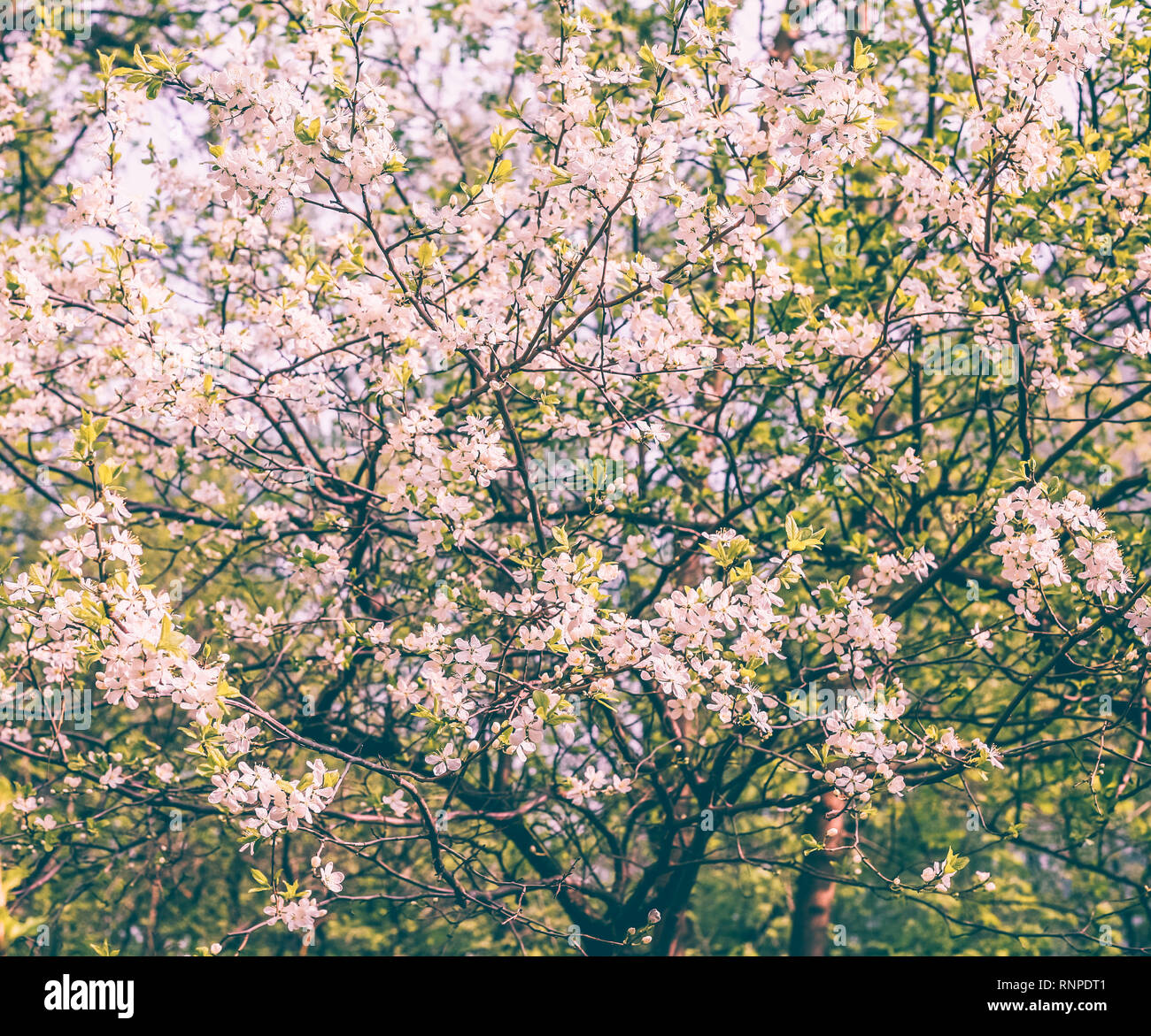 Close up sakura hi-res stock photography and images - Alamy