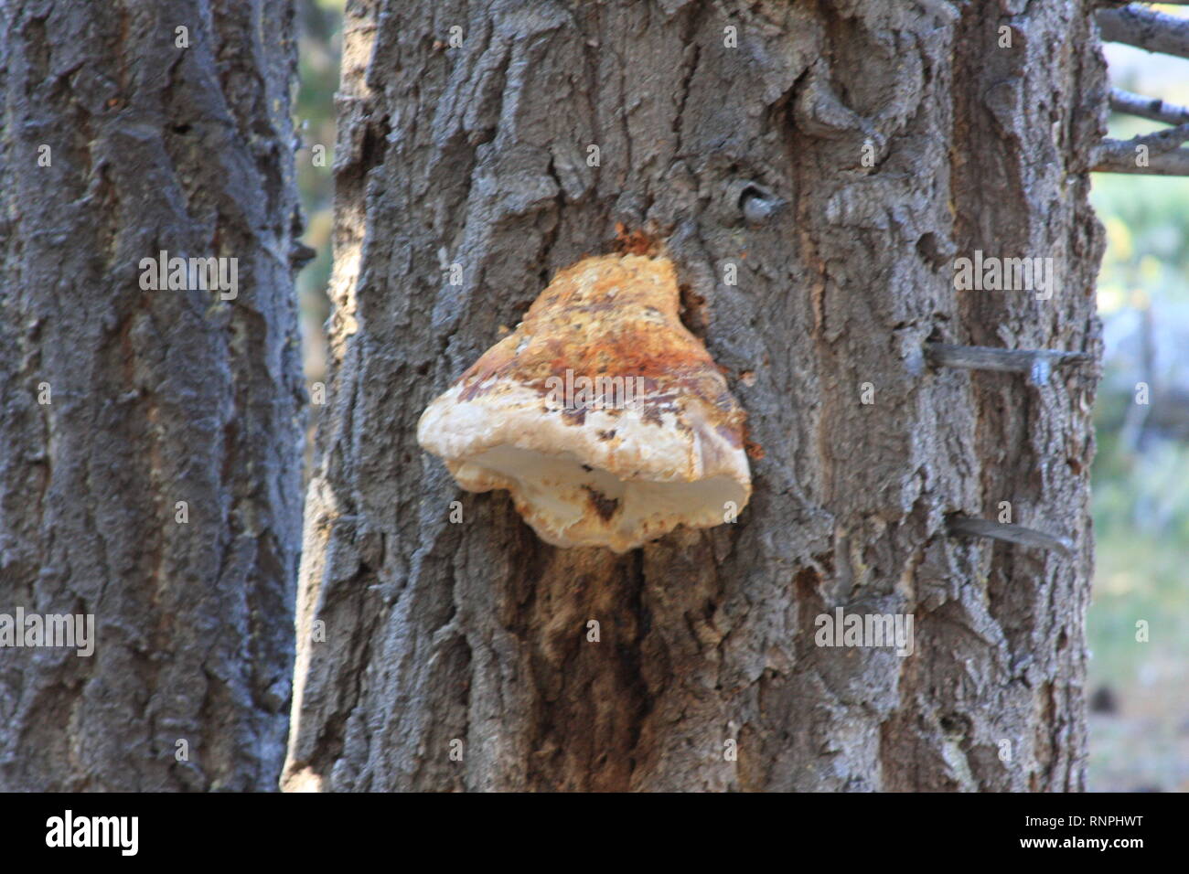 Fungi on Pine Tree Stock Photo