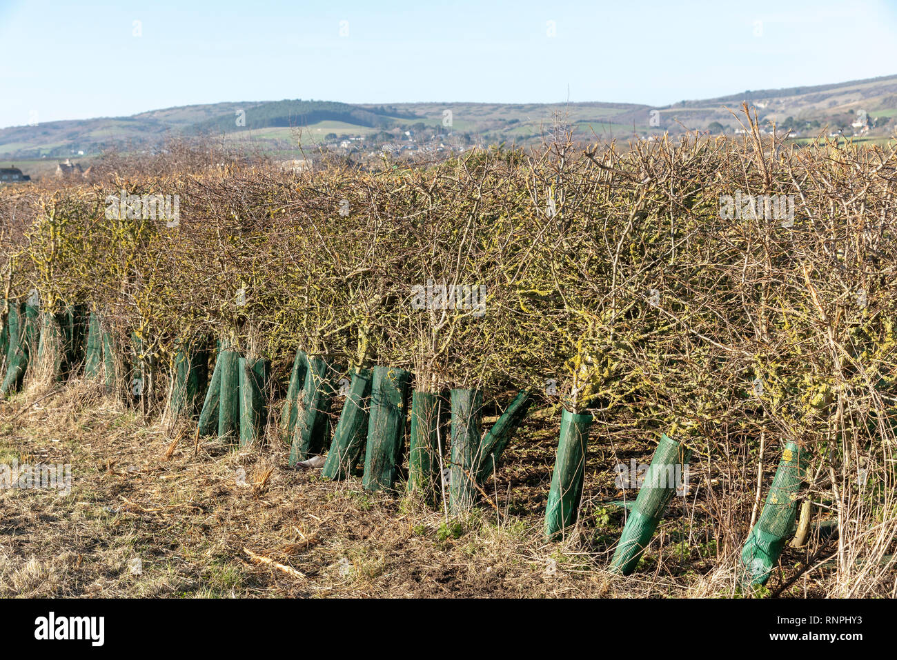 Isle of Wight, UK. February 2019.  Hedgerow which has just had a winter pruning. Stock Photo