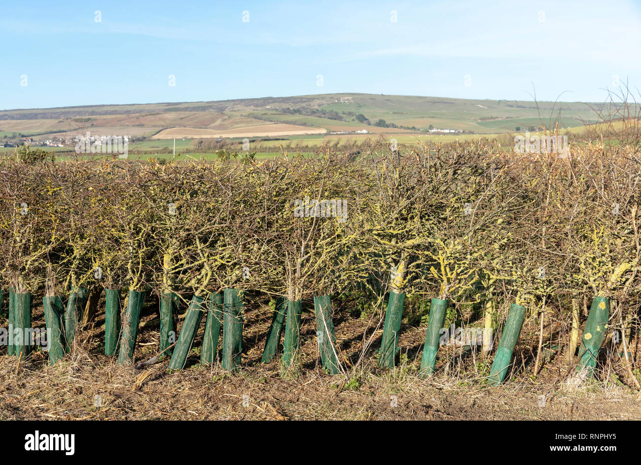 Isle of Wight, UK. February 2019.  Hedgerow which has just had a winter pruning. Stock Photo