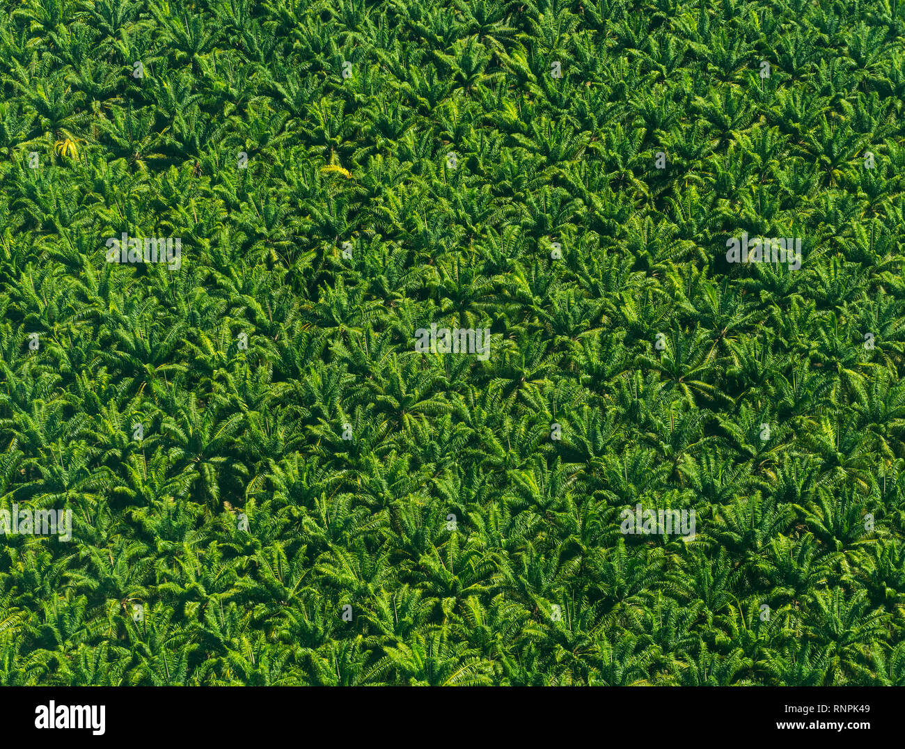 Aerial view of an African palm tree plantation in Costa Rica, Central America. The African palm tree produces the palm oil. Stock Photo