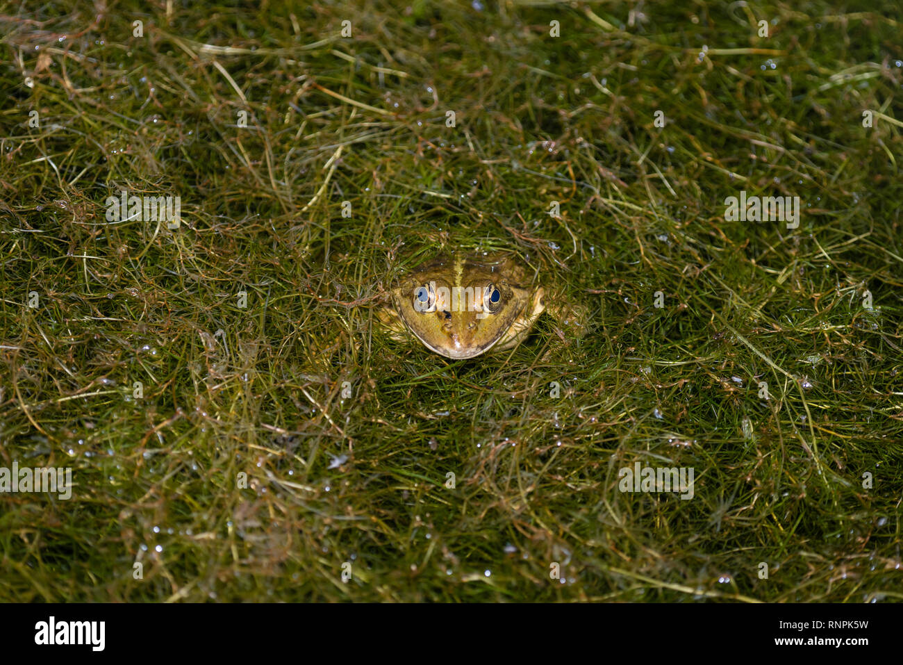 Common Frog (Rana perezi) hiding within submersed vegetation in a pond by night, Spain Stock Photo