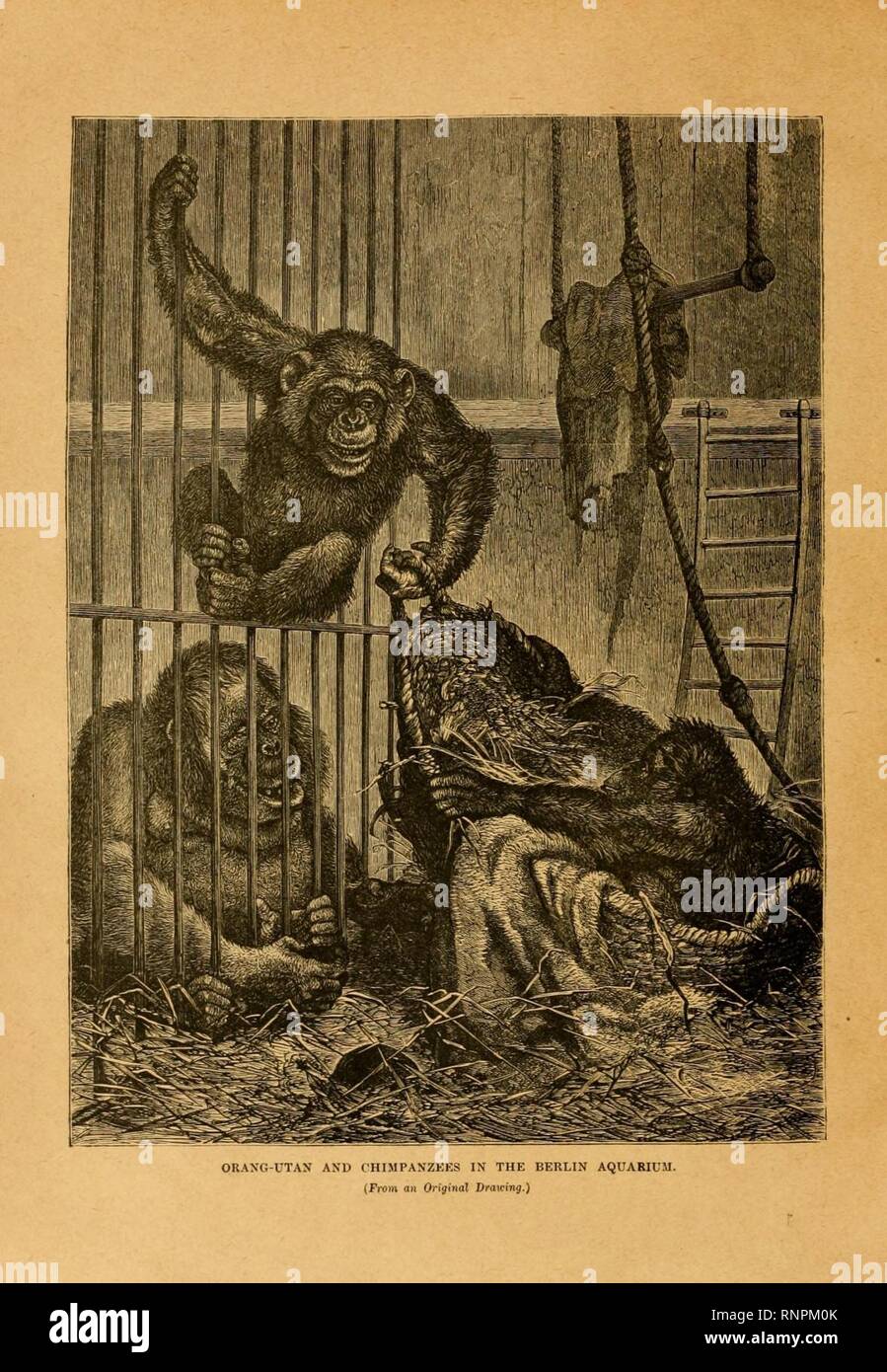 Cassell's natural history (Figure(s)) (6904698962). Stock Photo