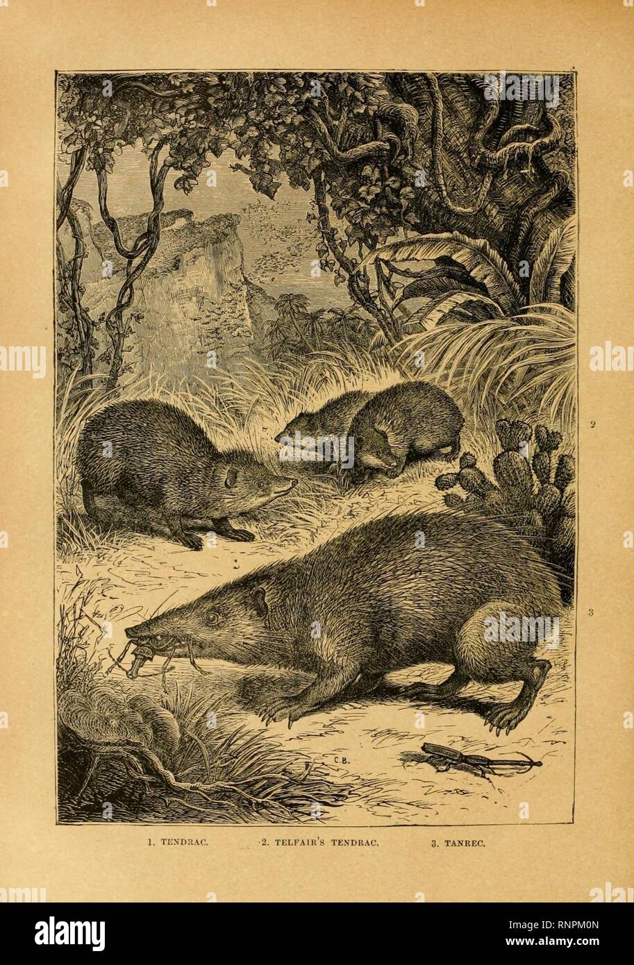 Cassell's natural history (Figure(s)) (6904712598). Stock Photo